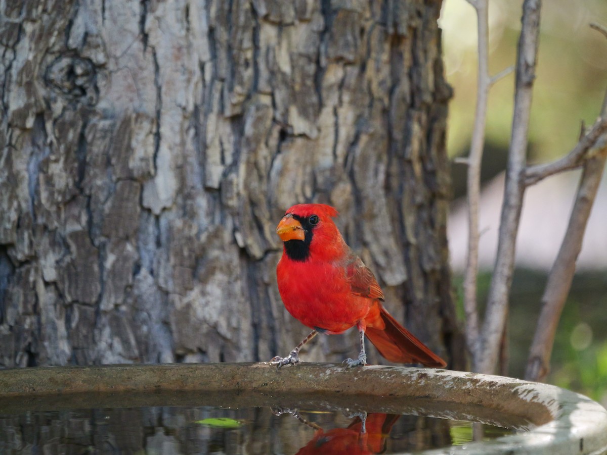 Northern Cardinal - ML644279398