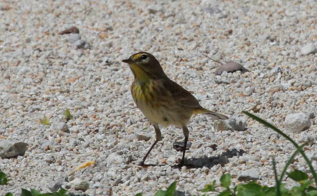 Palm Warbler - ML644279399
