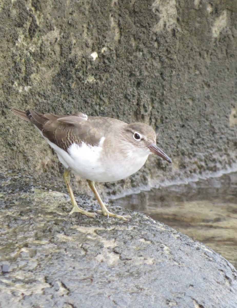 Kuliska orbanduna - ML644279400