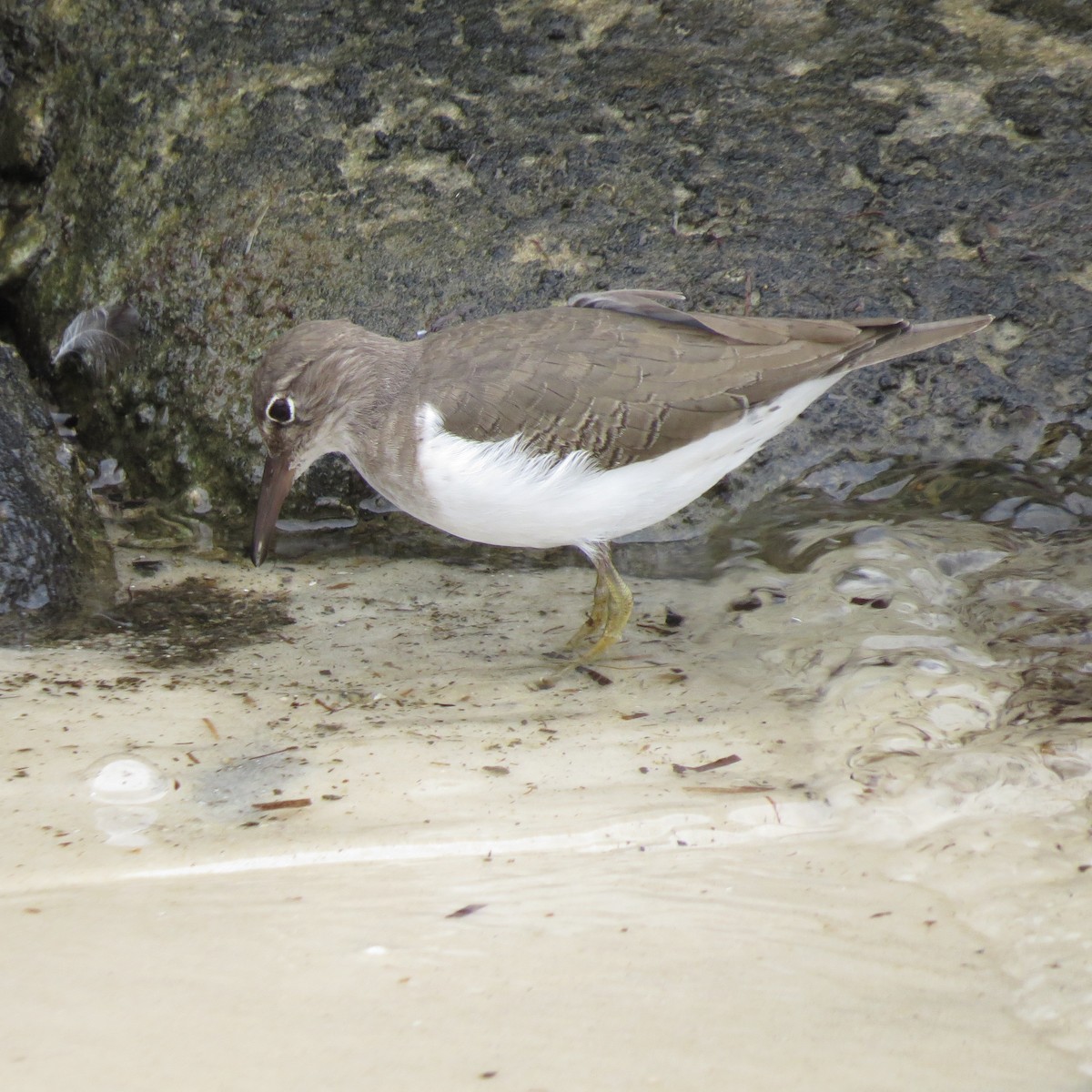 Kuliska orbanduna - ML644279401