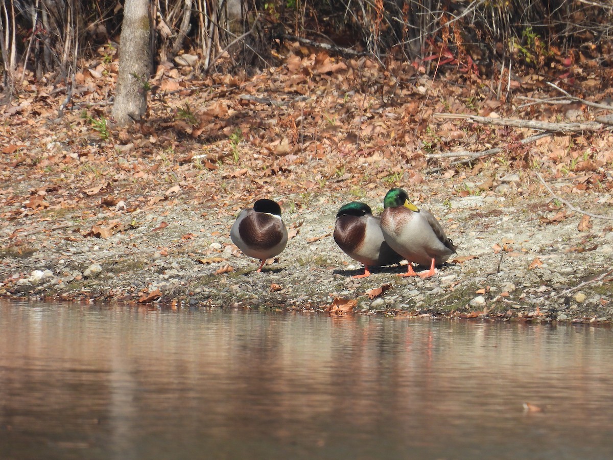 Basahatea - ML644279402