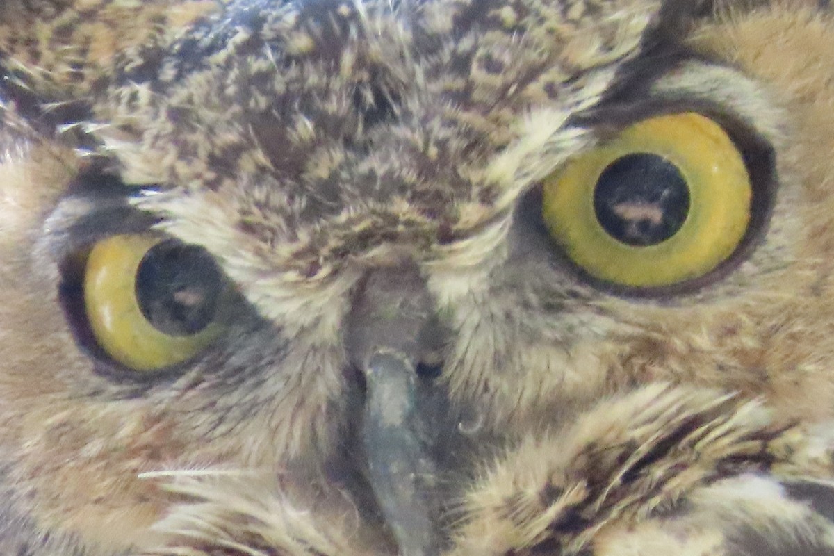 Hontz virginiarra - ML644279403