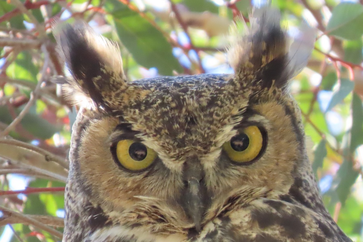 Hontz virginiarra - ML644279404