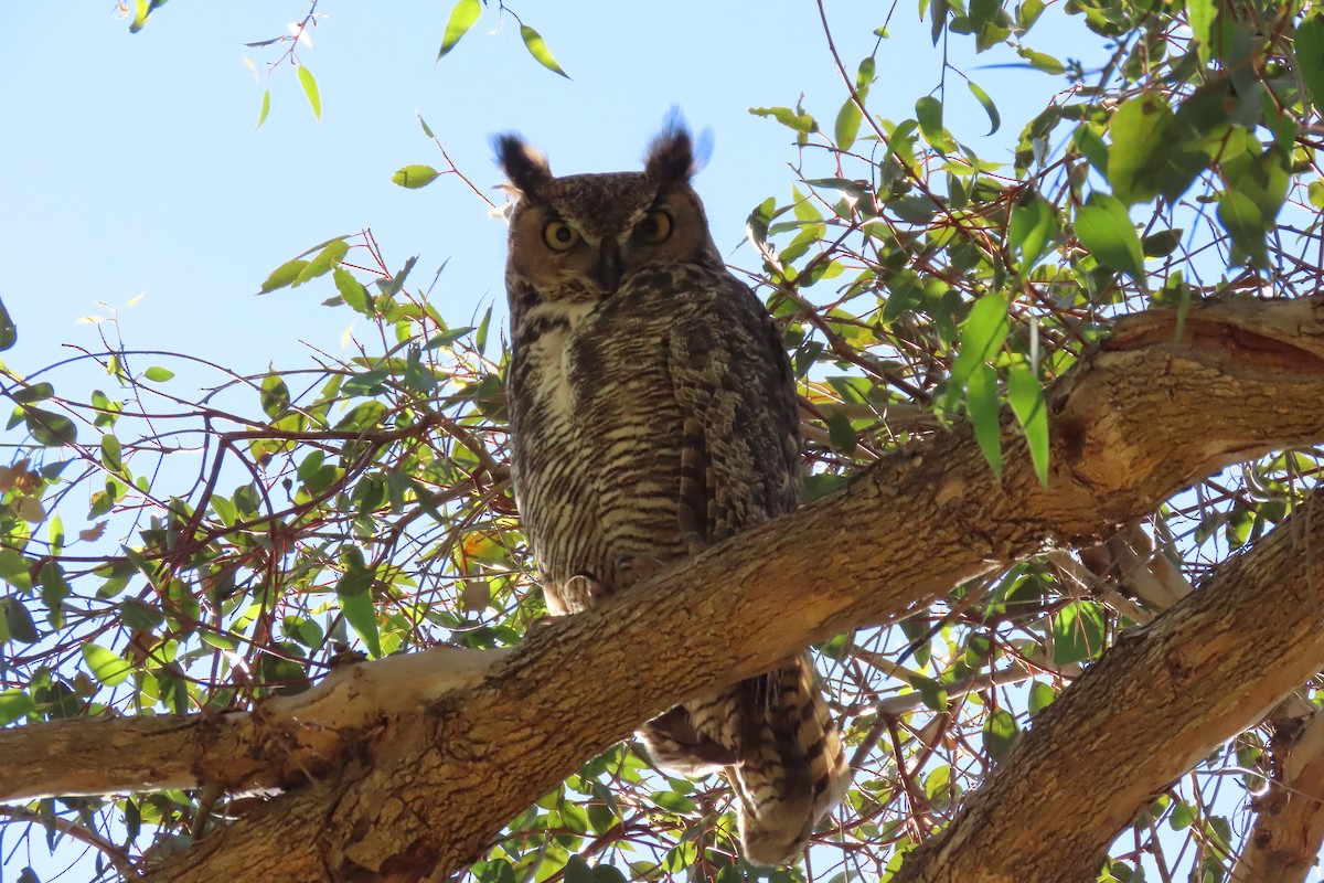 Hontz virginiarra - ML644279405