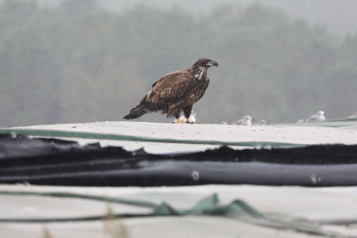 Itsas arrano buruzuria - ML644279408