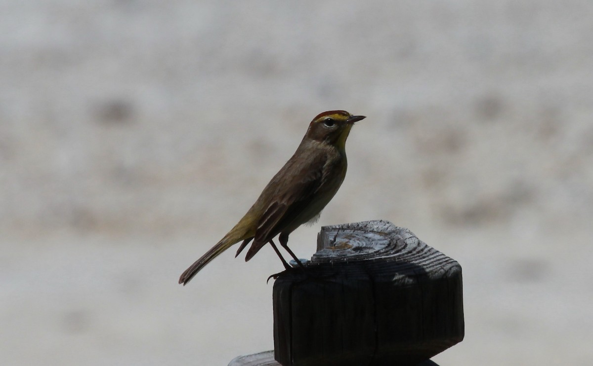 Palm Warbler - ML644279409