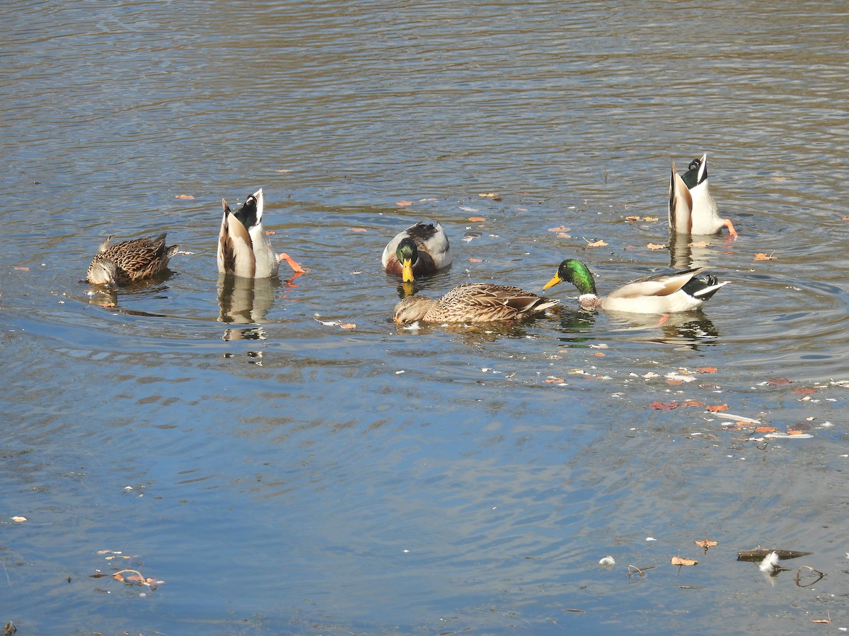 Basahatea - ML644279410