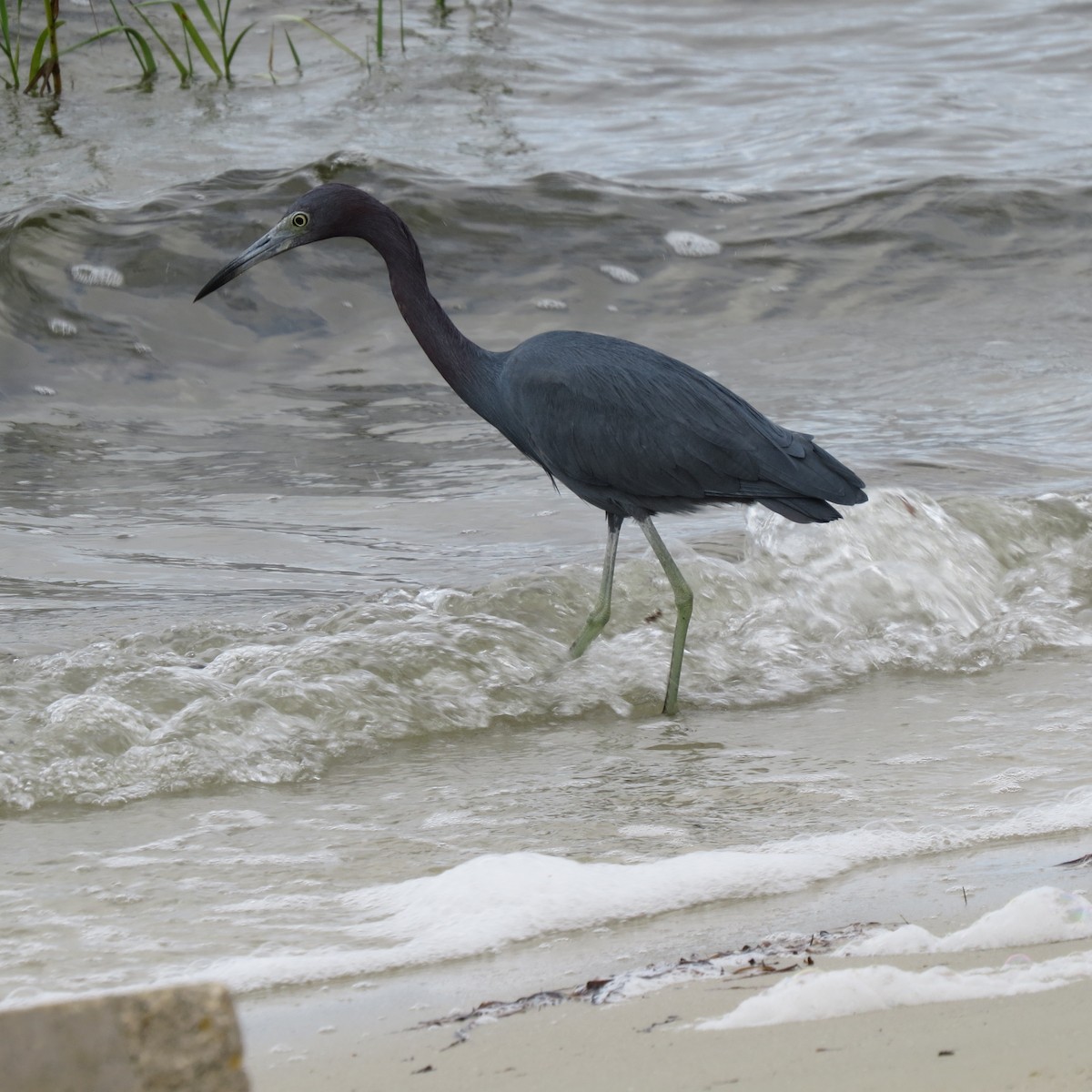 Koartzatxo urdina - ML644279412