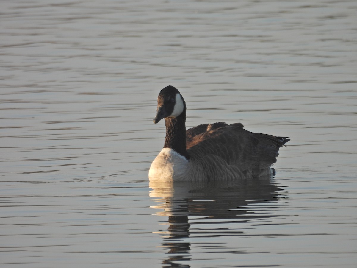 Branta kanadar txikia - ML644279419