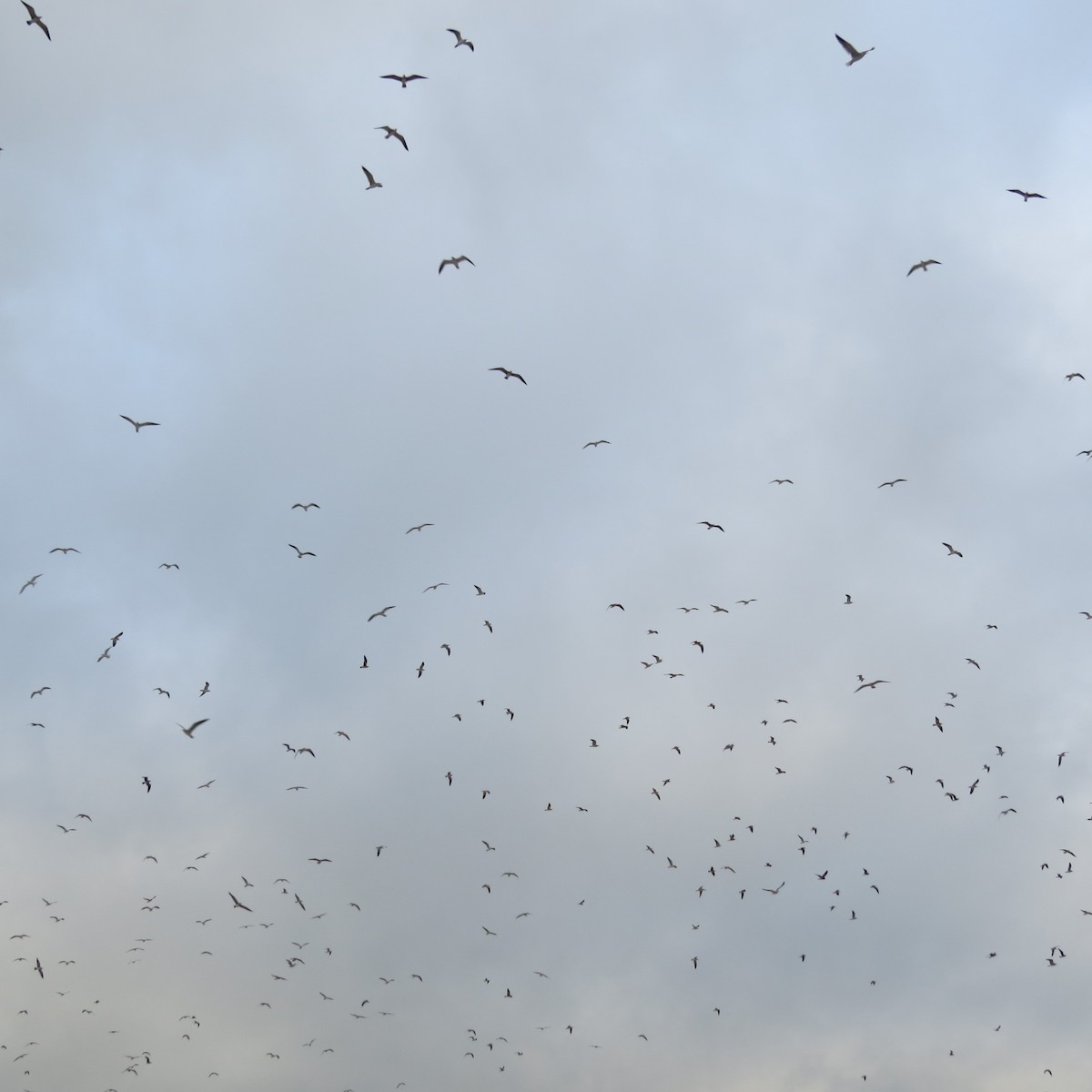 Laughing Gull - ML644279430