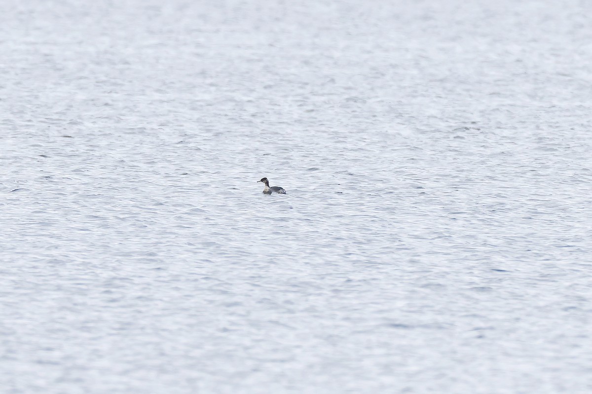 Red-necked Grebe - ML644279432