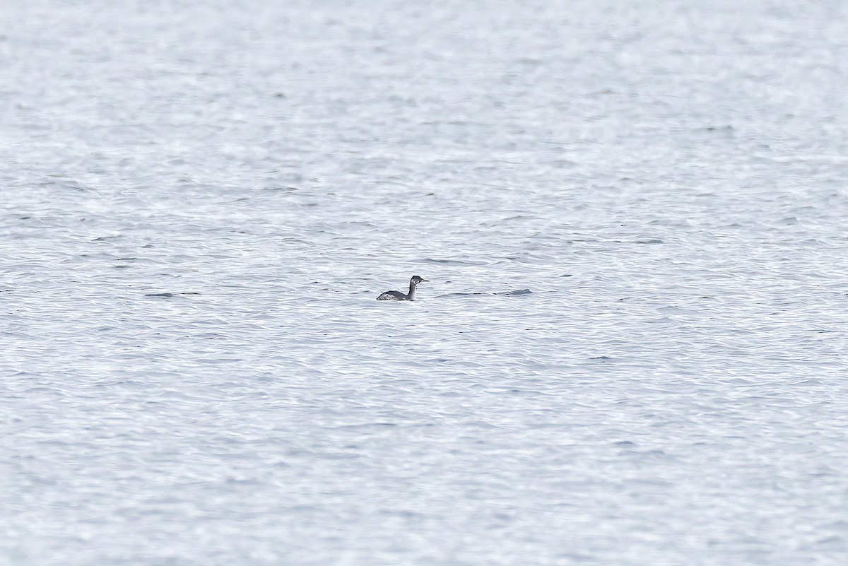 Red-necked Grebe - ML644279433