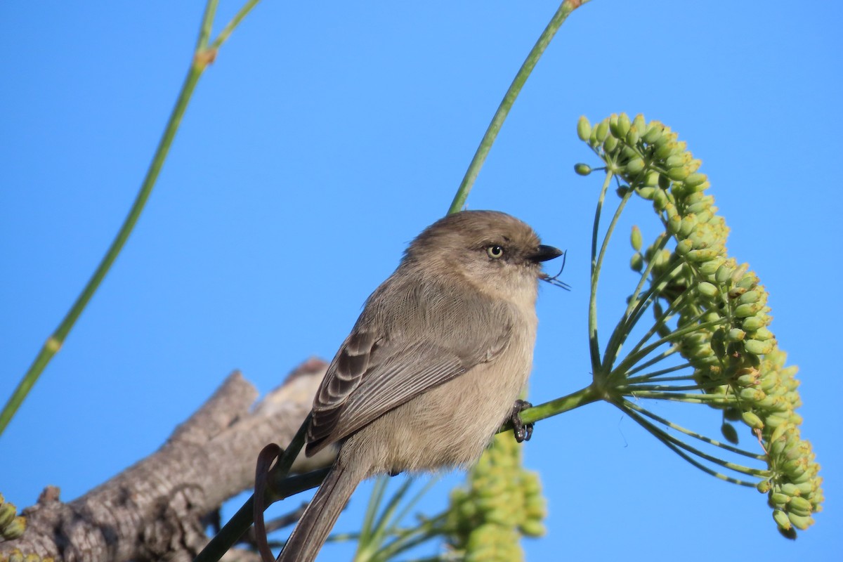 Bushtit - ML644279435
