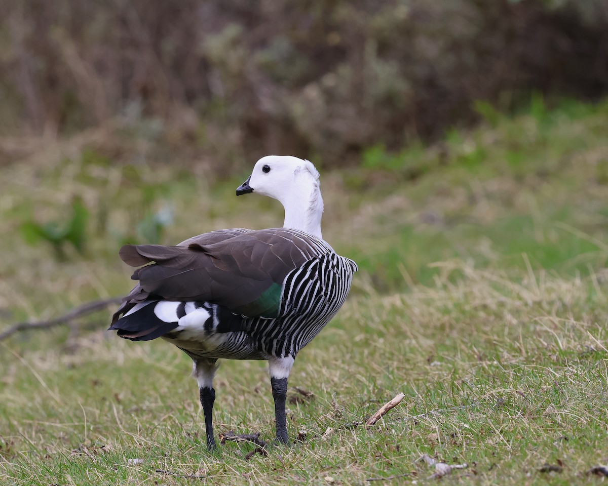 Upland Goose - ML644279436