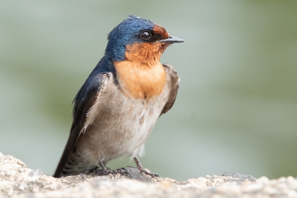 Welcome Swallow - ML644279437