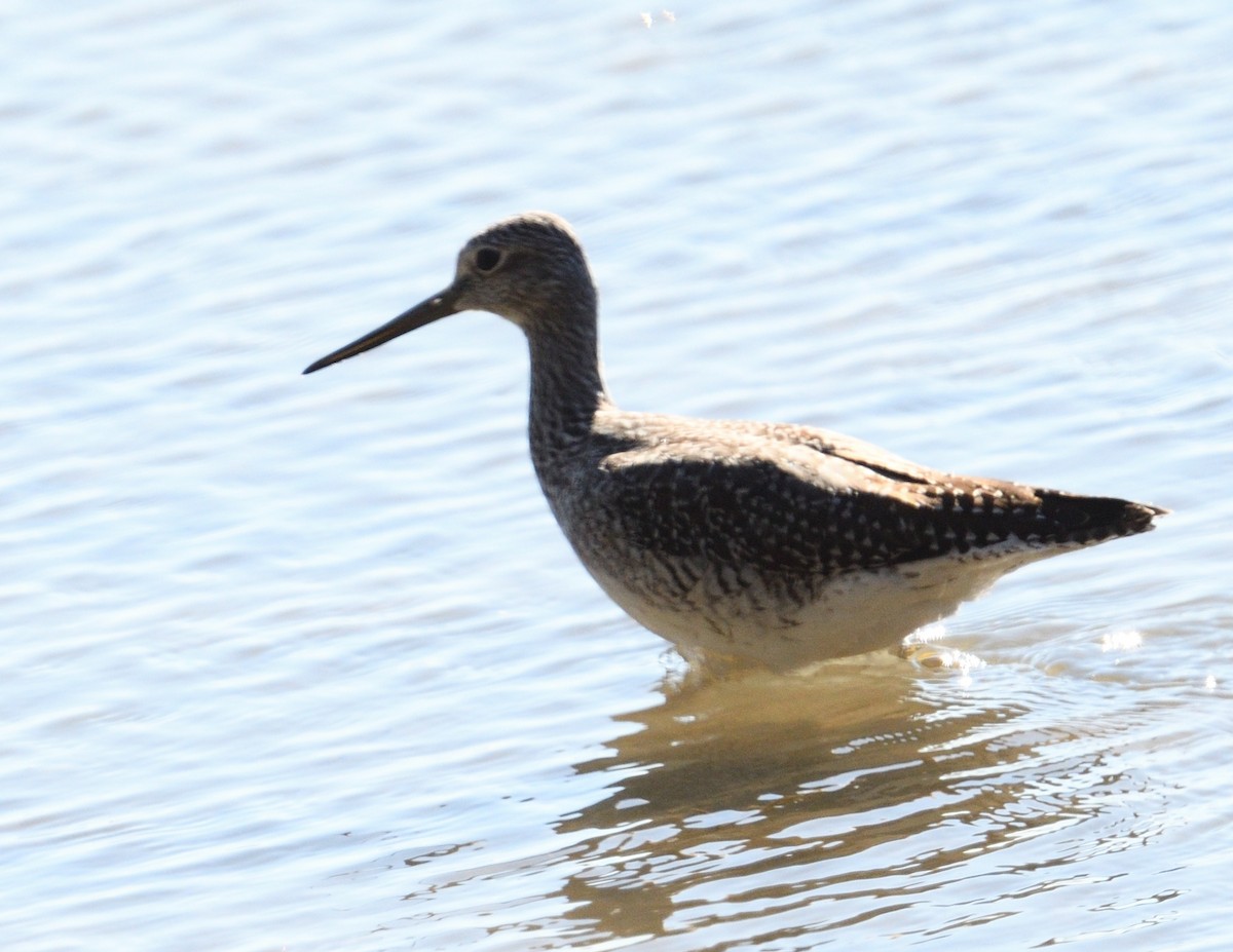 Greater Yellowlegs - ML644279438