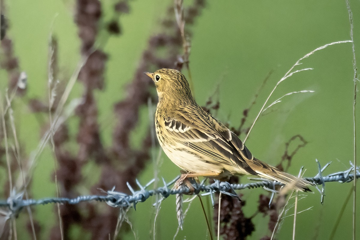 Meadow Pipit - ML644279440