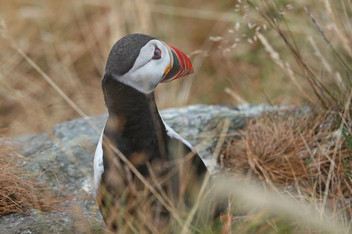 Atlantic Puffin - ML644279441