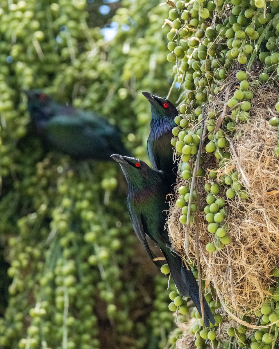 Metallic Starling - ML644279443