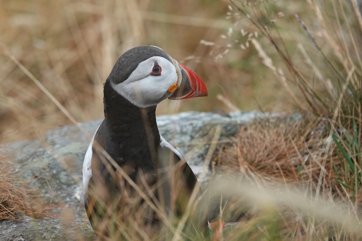 Atlantic Puffin - ML644279444