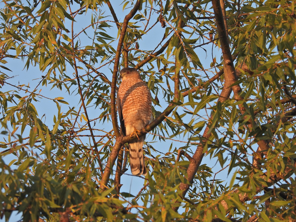Cooper's Hawk - ML644279445