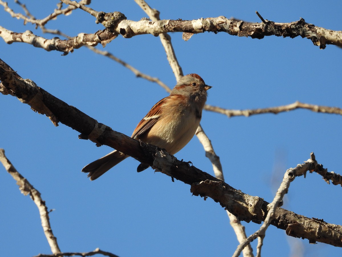 American Tree Sparrow - ML644279446