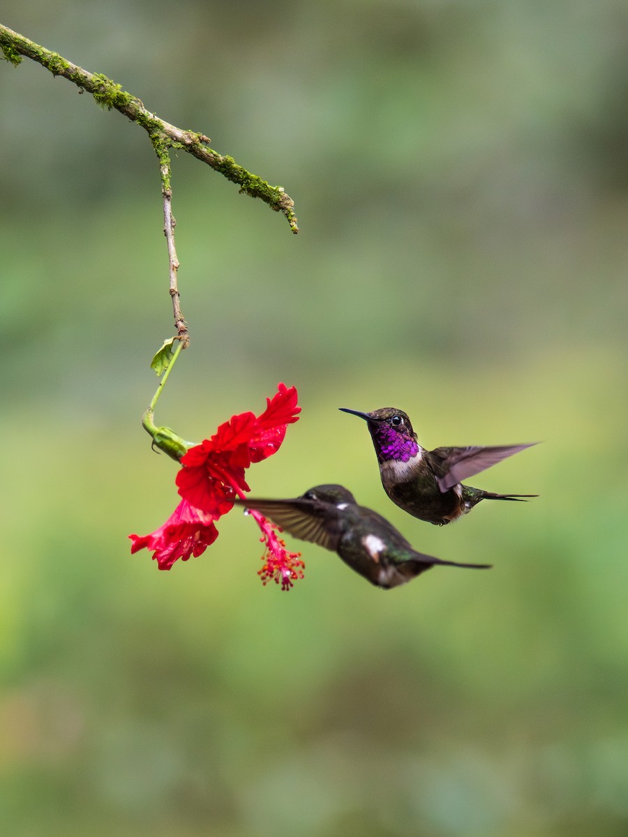 Purple-throated Woodstar - ML644279447