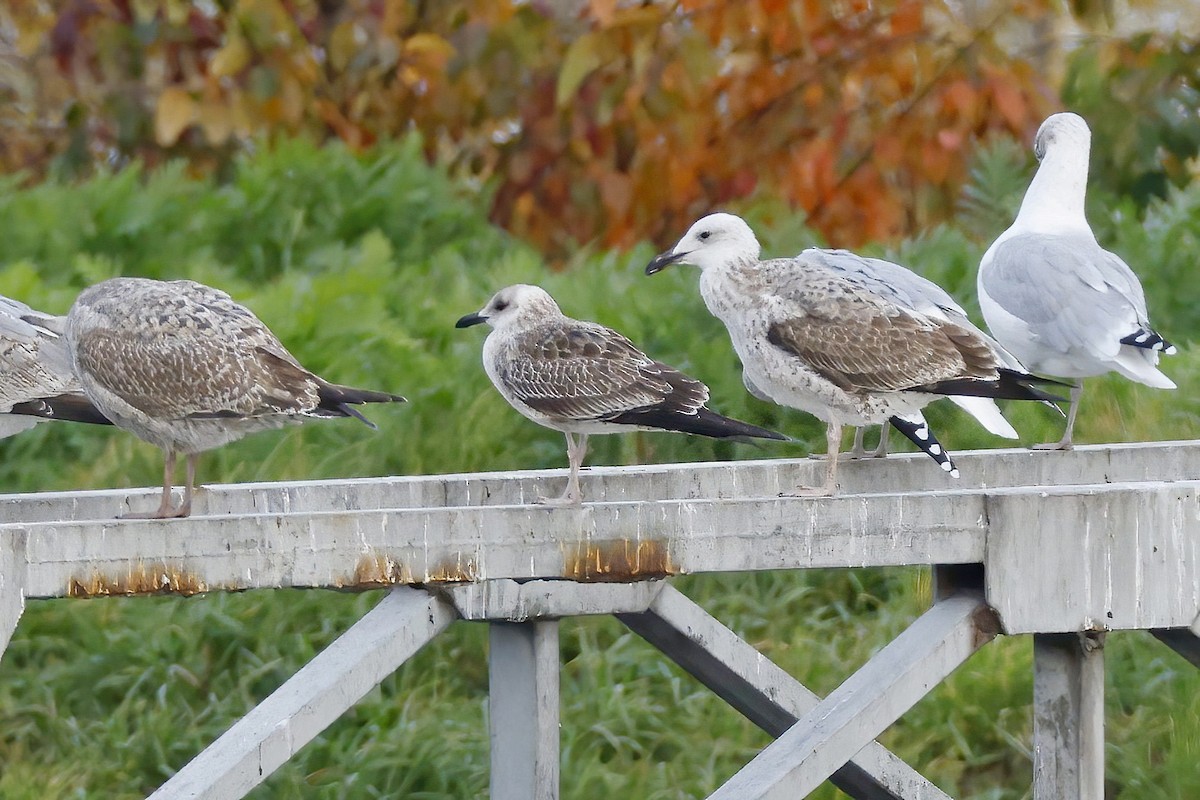 Lesser Black-backed Gull - ML644279448