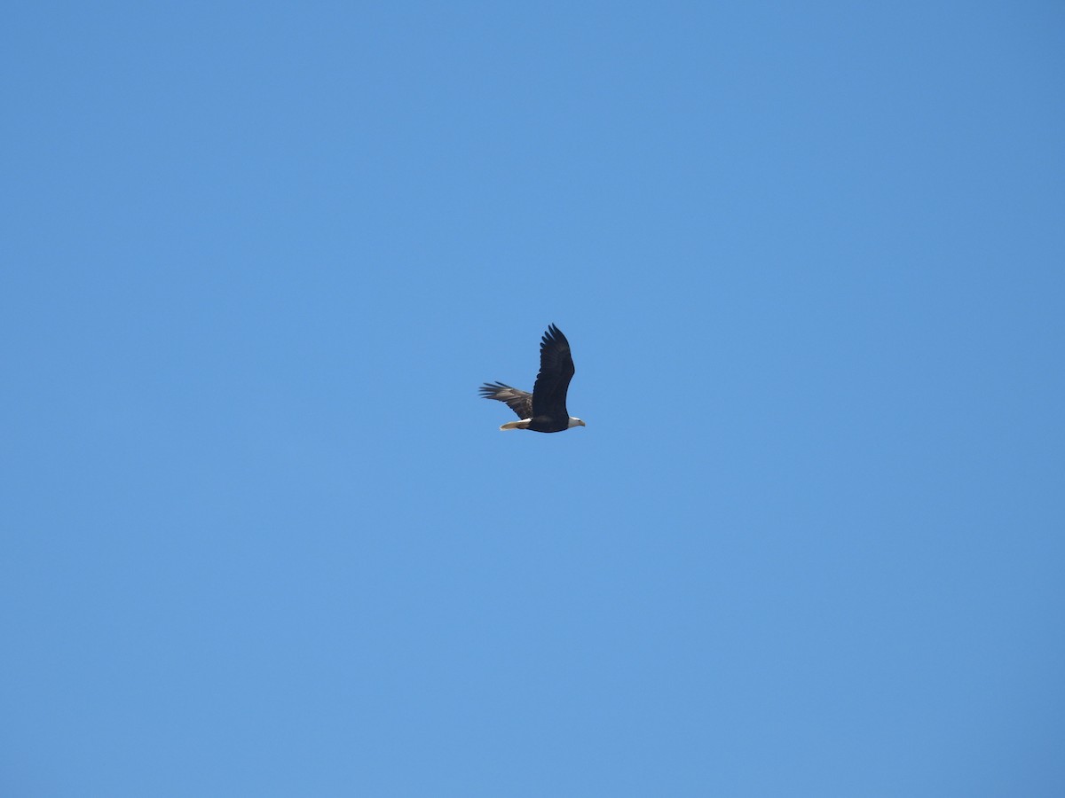 Bald Eagle - ML644279450