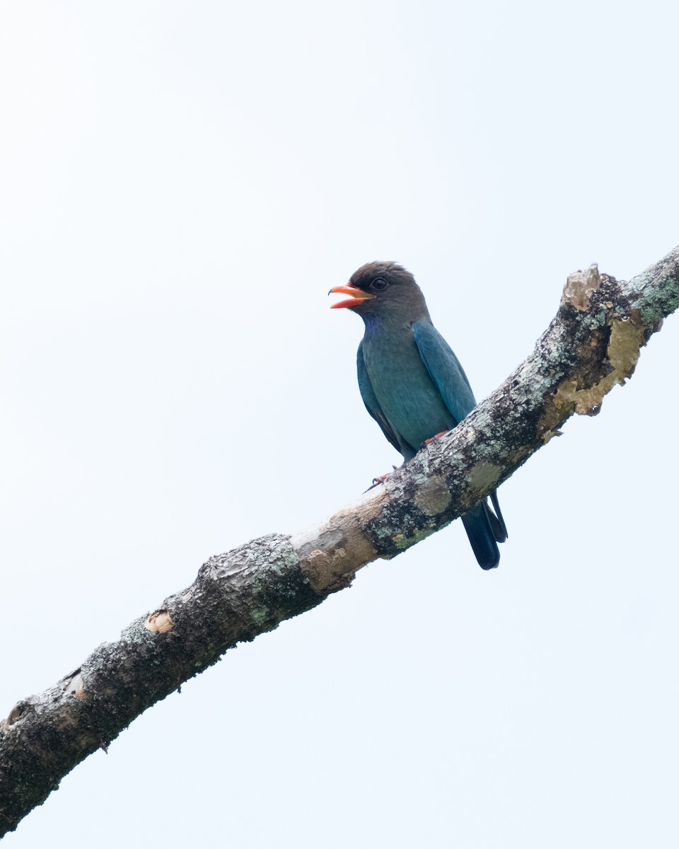 Dollarbird - ML644279451