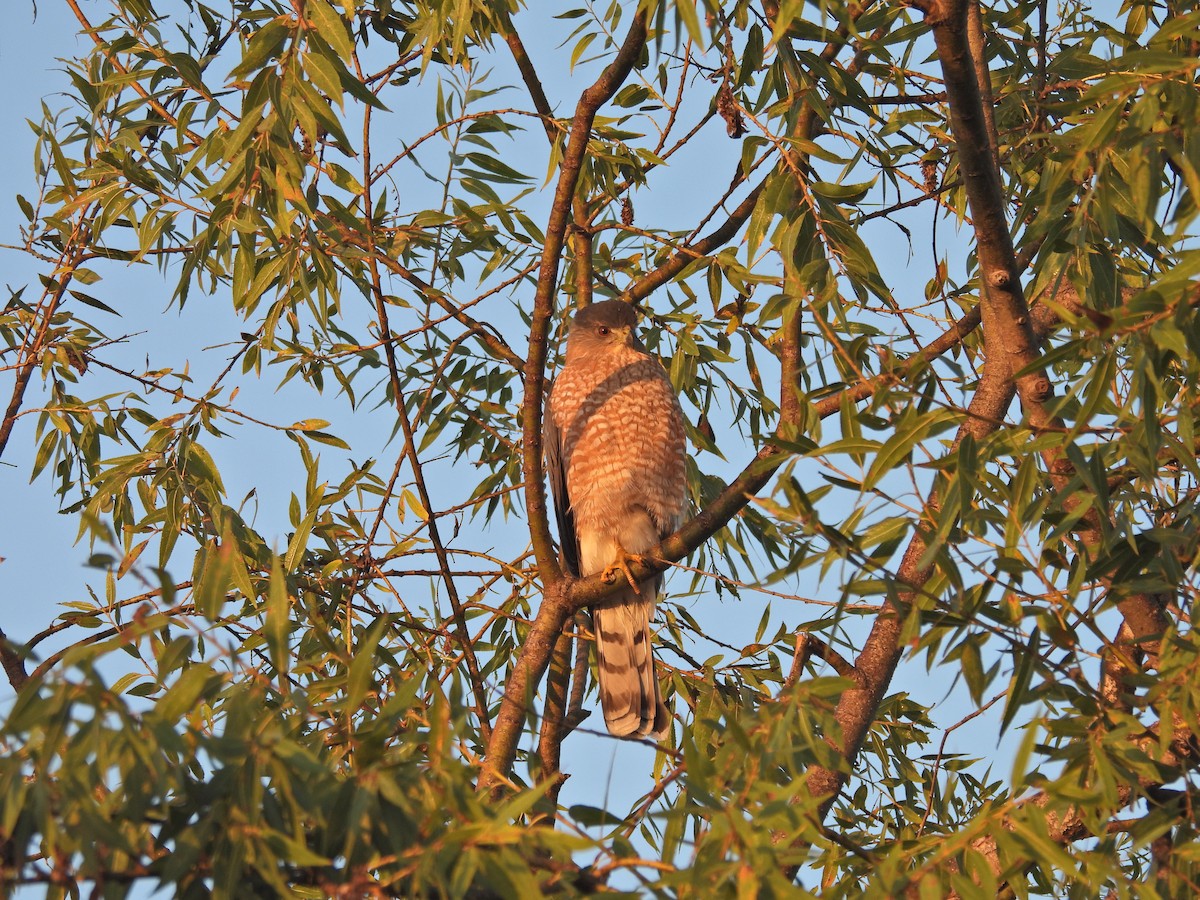 Cooper's Hawk - ML644279452