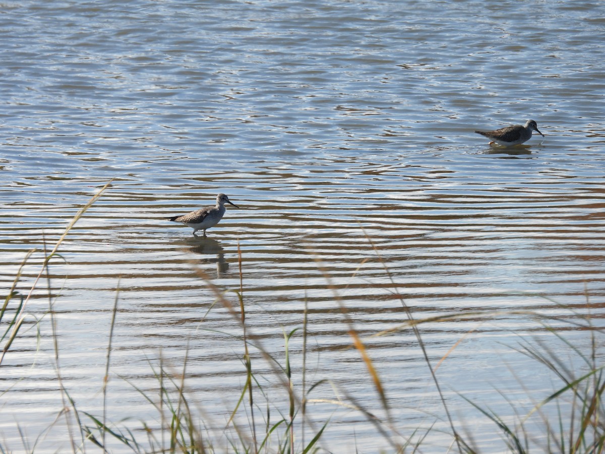 Lesser Yellowlegs - ML644279453