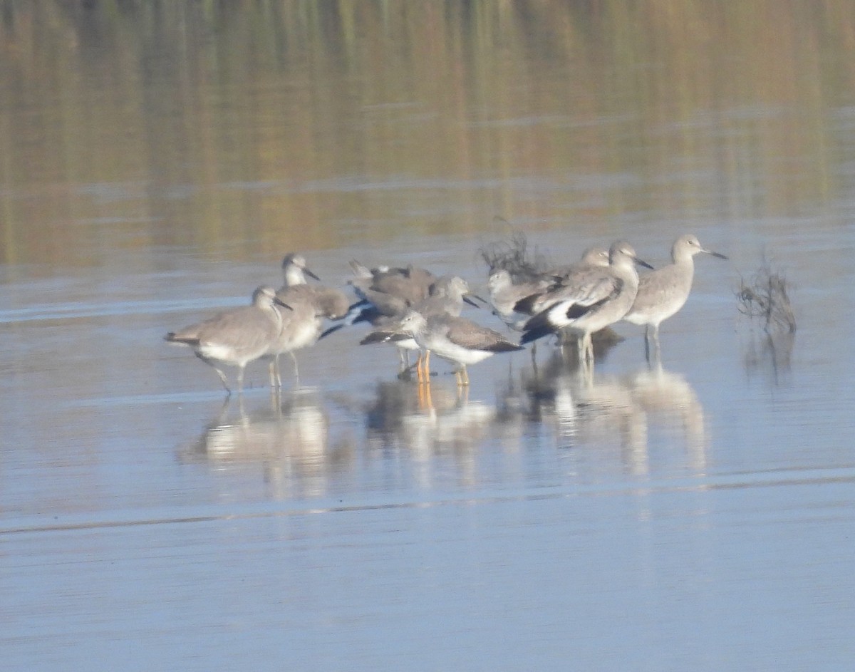 Greater Yellowlegs - ML644279454