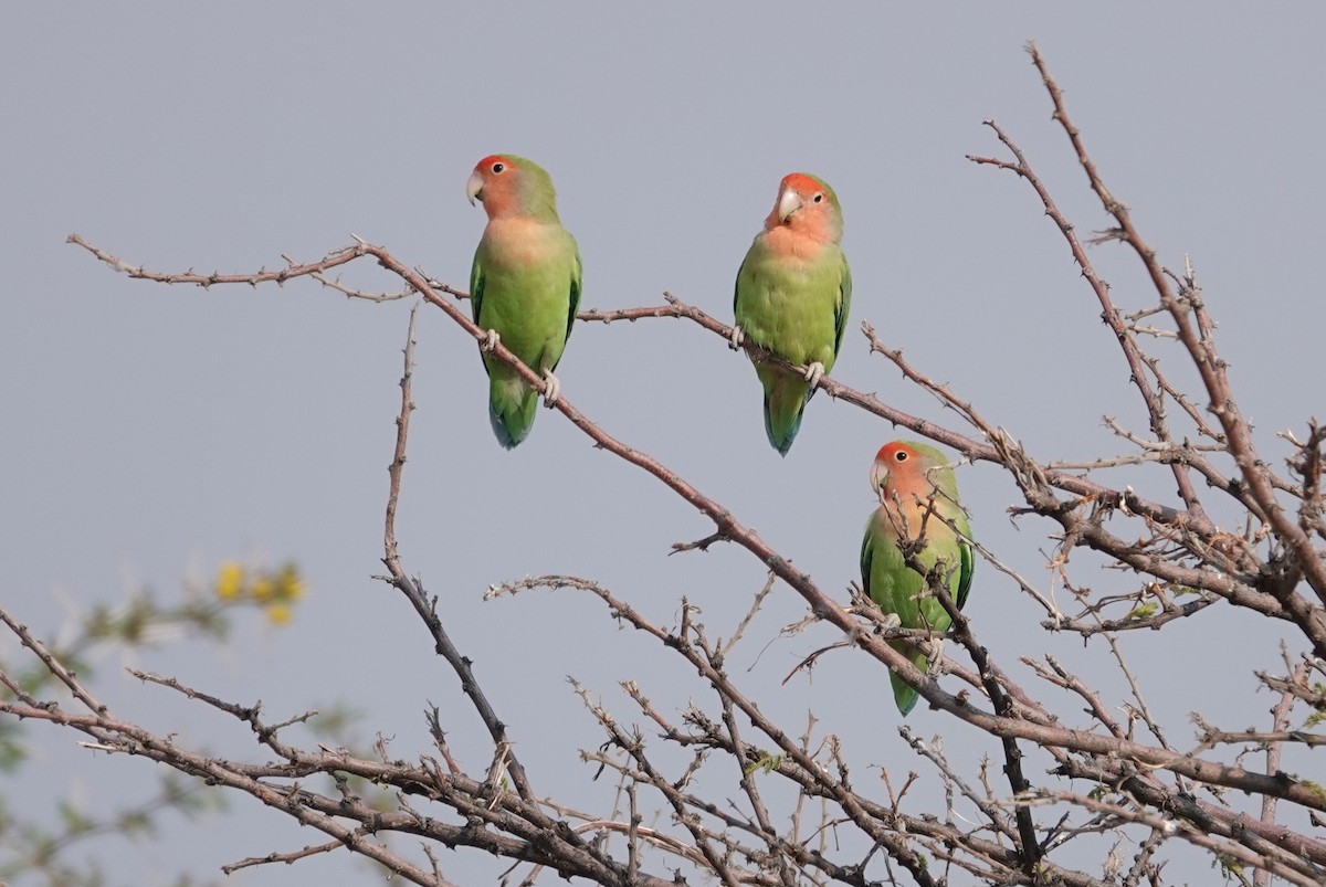 Rosy-faced Lovebird - ML644279456