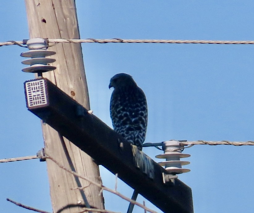 Red-shouldered Hawk (elegans) - ML644279457