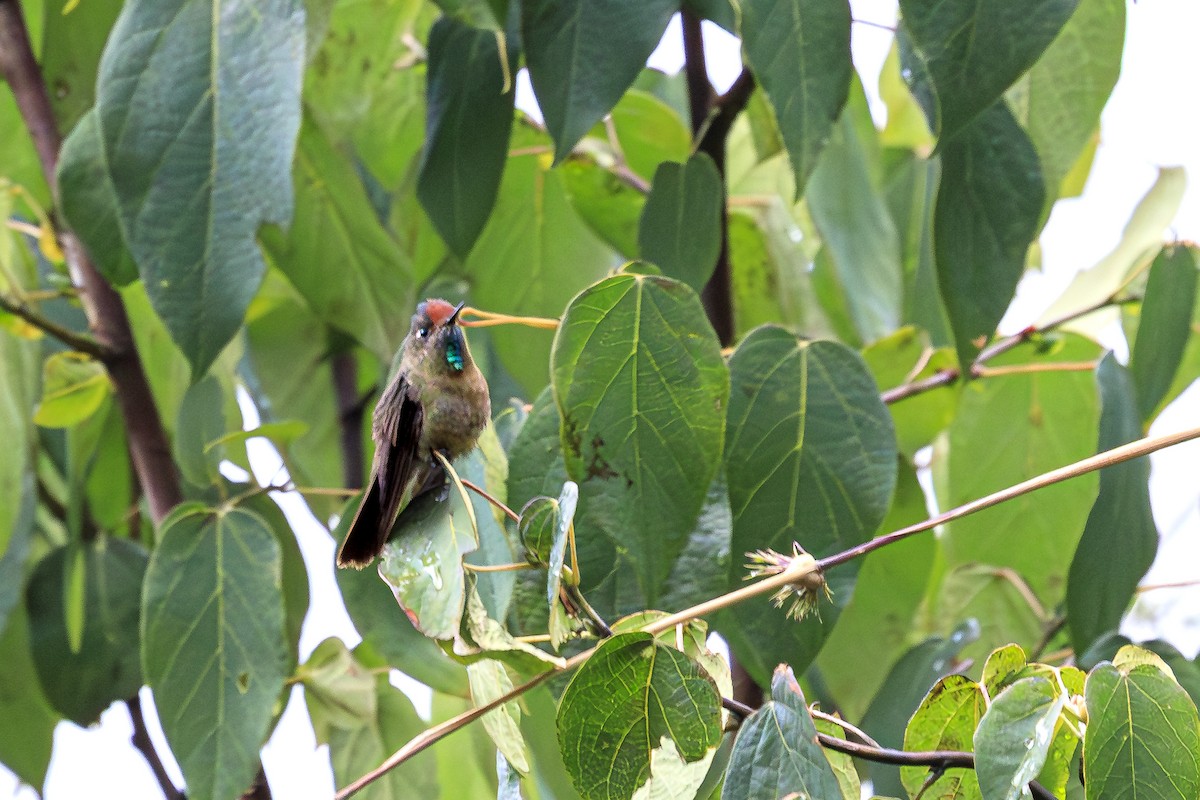 Rufous-capped Thornbill - ML644279458