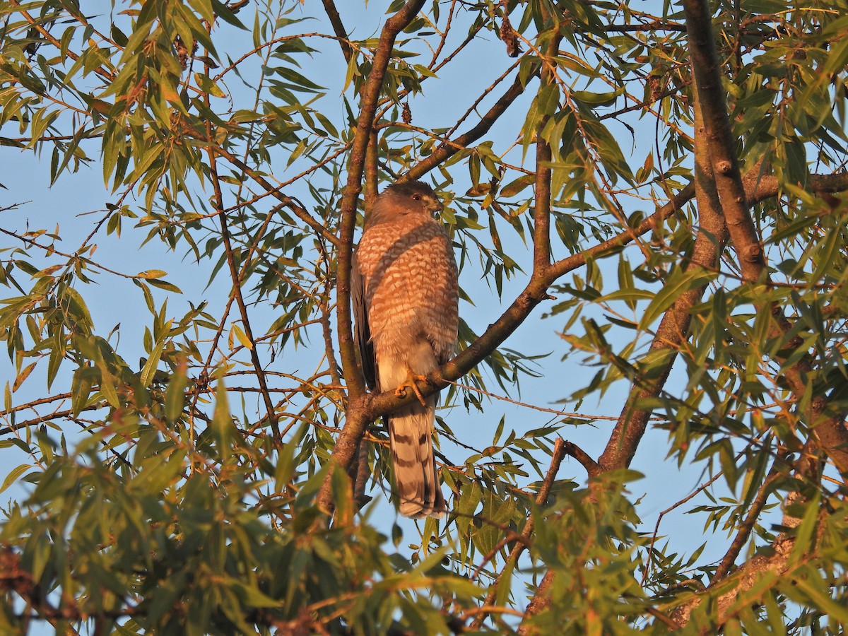 Cooper's Hawk - ML644279459