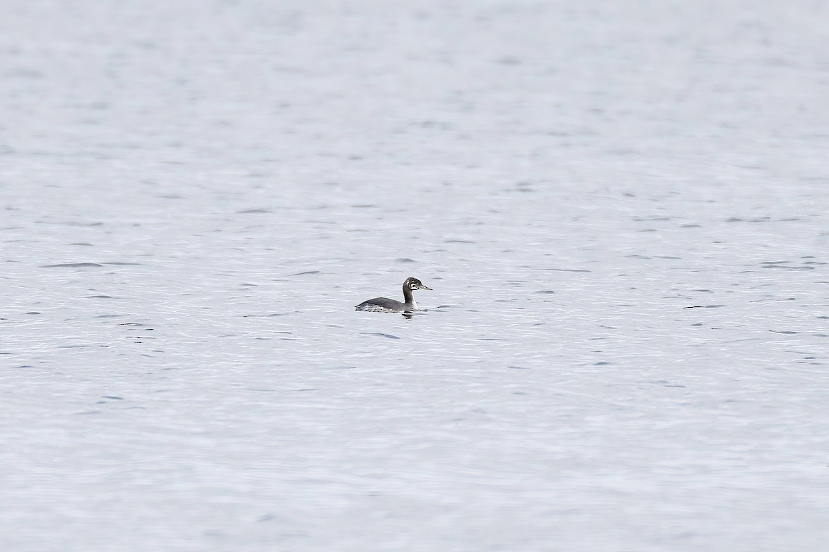 Red-necked Grebe - ML644279462