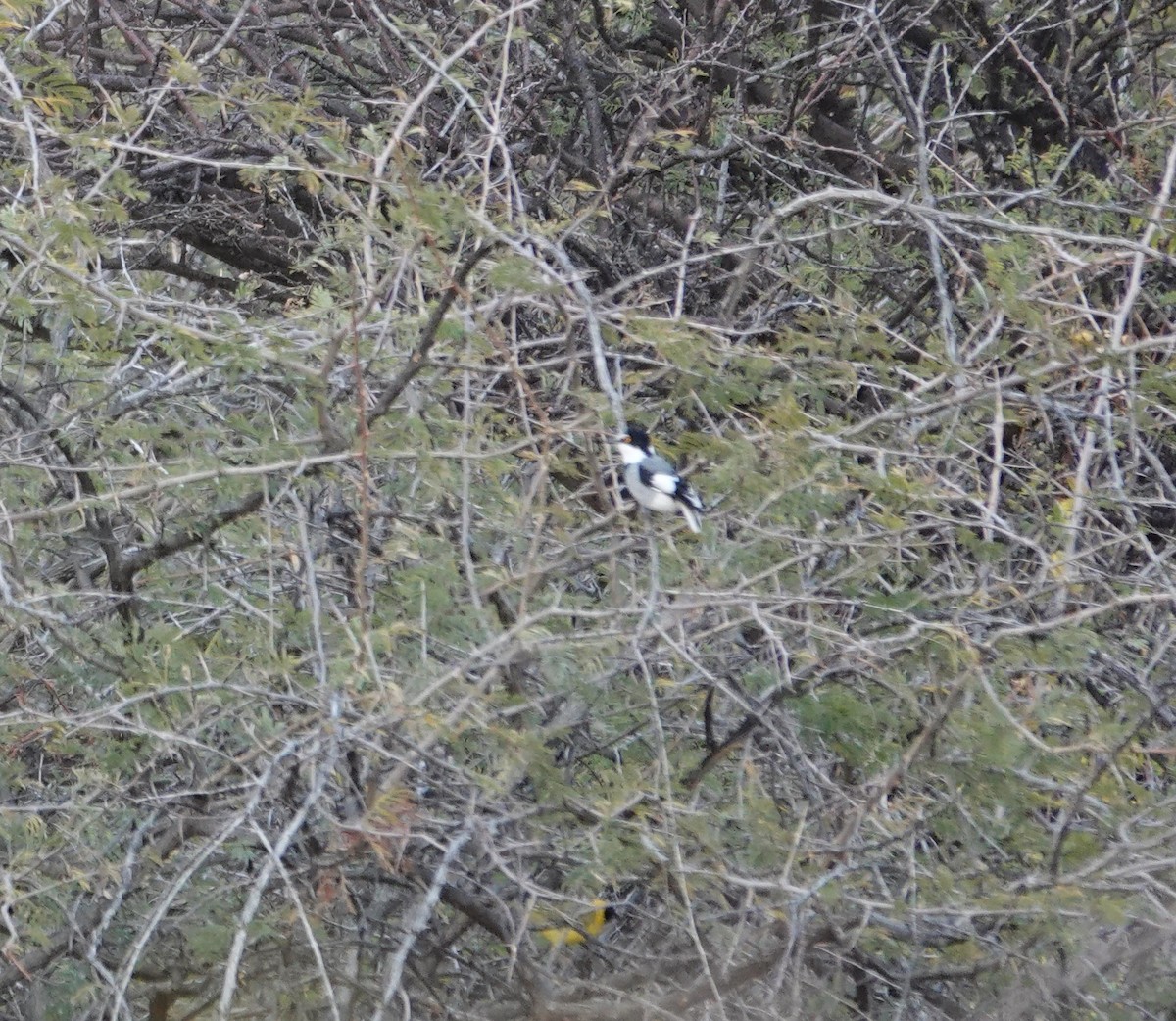 White-tailed Shrike - ML644279465