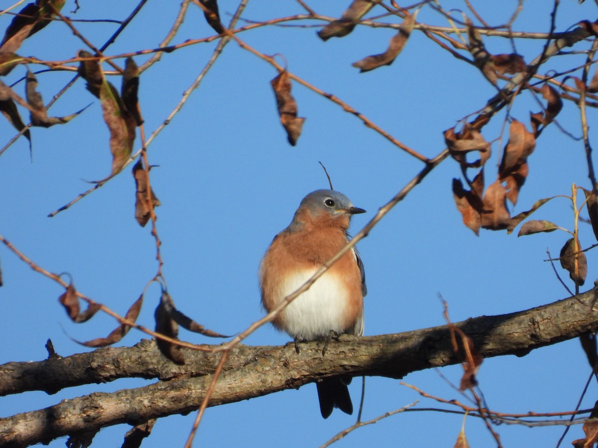 Eastern Bluebird - ML644279469