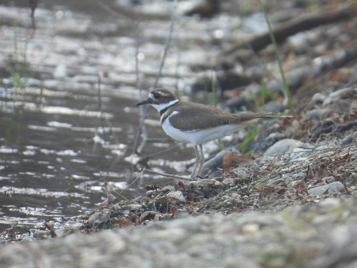 Killdeer - ML644279470