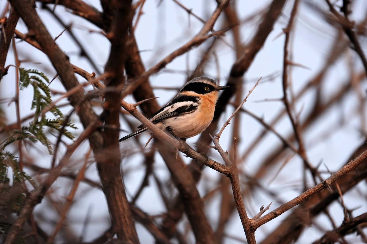 ワキジマセワタビタキ - ML644279476