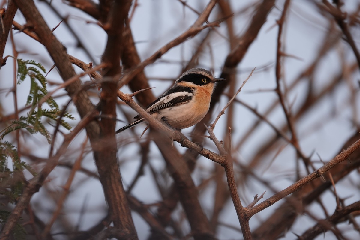 ワキジマセワタビタキ - ML644279477