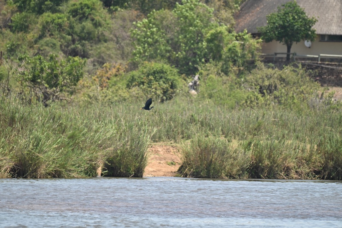 Black Heron - ML644279483