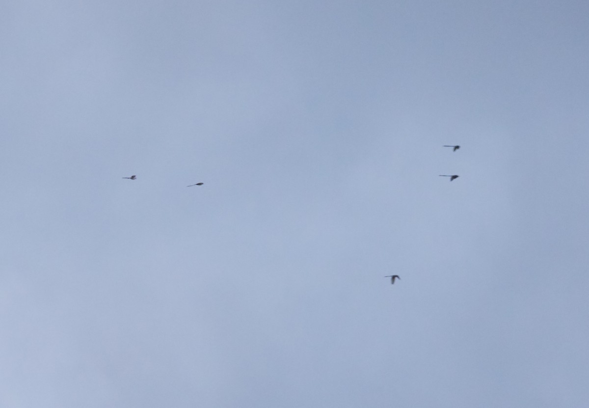 Gabelschwanz-Königstyrann - ML644279491