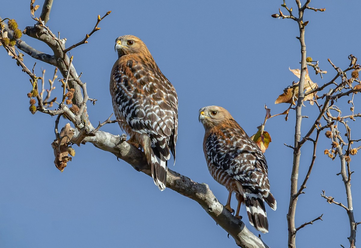 Red-shouldered Hawk (elegans) - ML644279497
