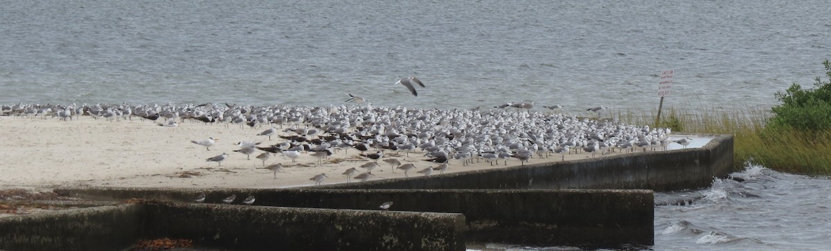 Laughing Gull - ML644279507