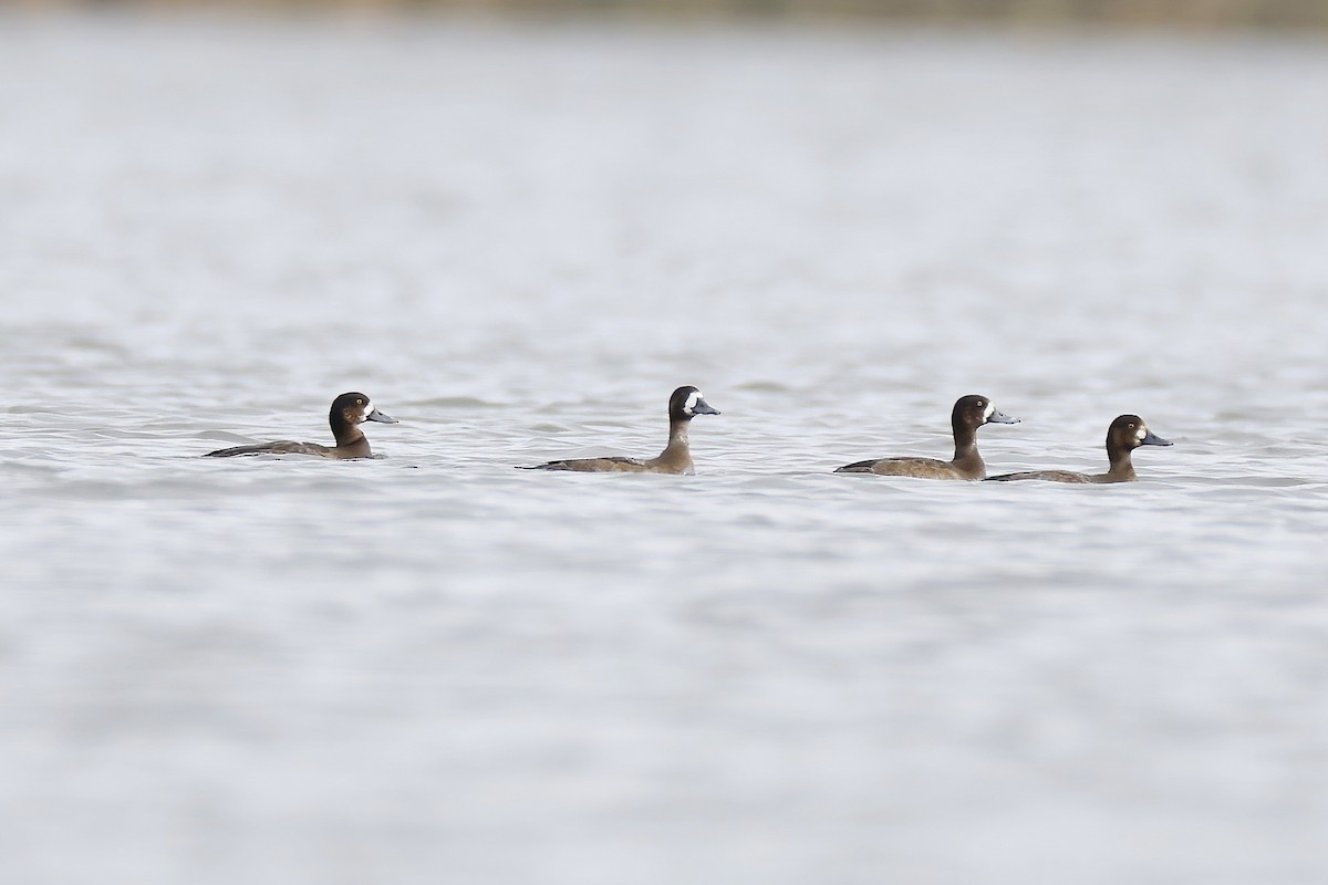 Fuligule milouinan - ML644279510