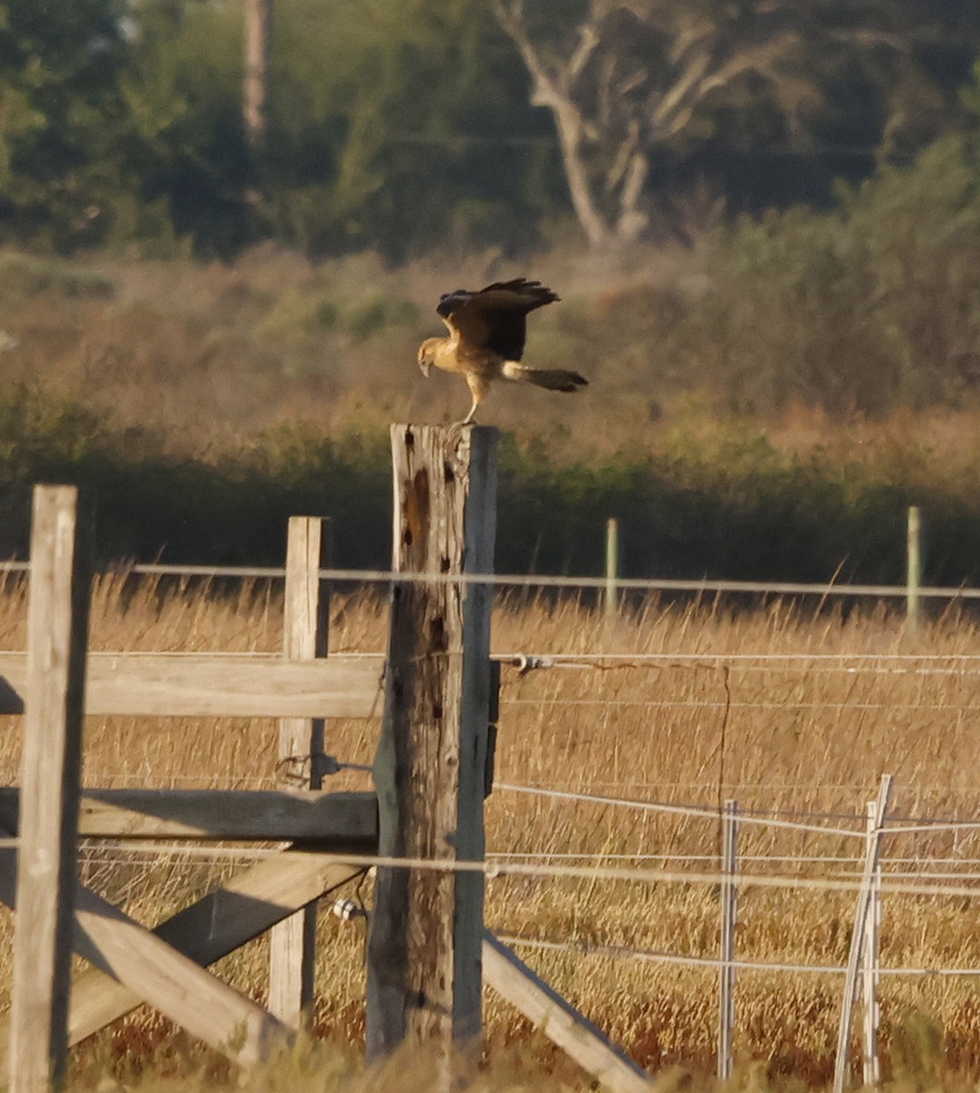 Yellow-headed Caracara - ML644279511