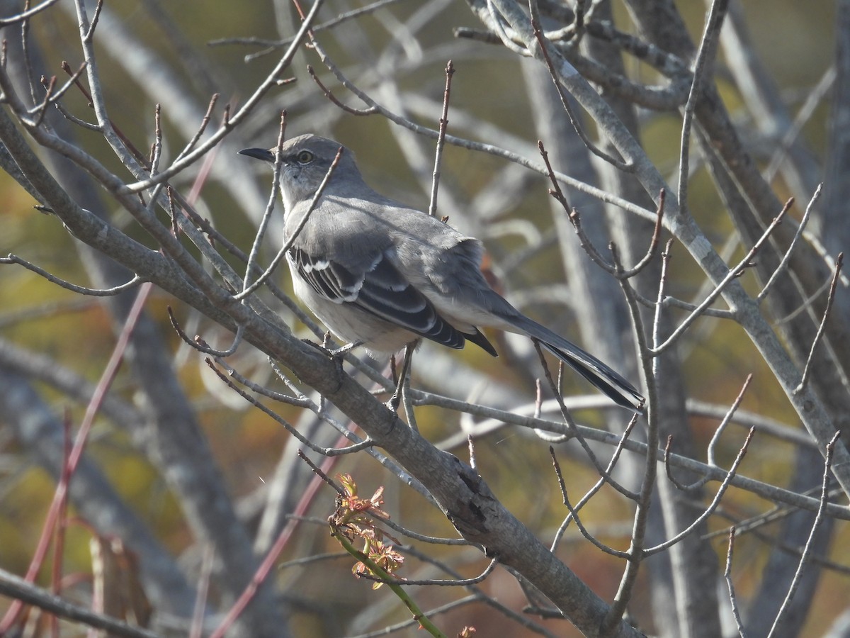 Gartenspottdrossel - ML644279514